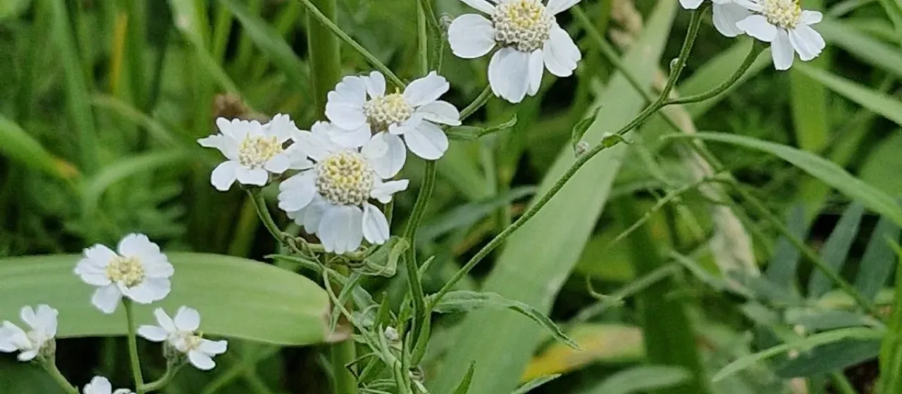 Sneezewort