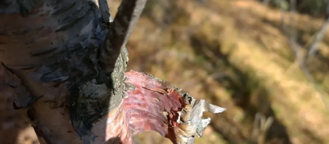 Radde's birch