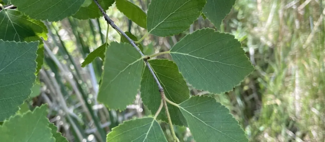 Sandberg birch