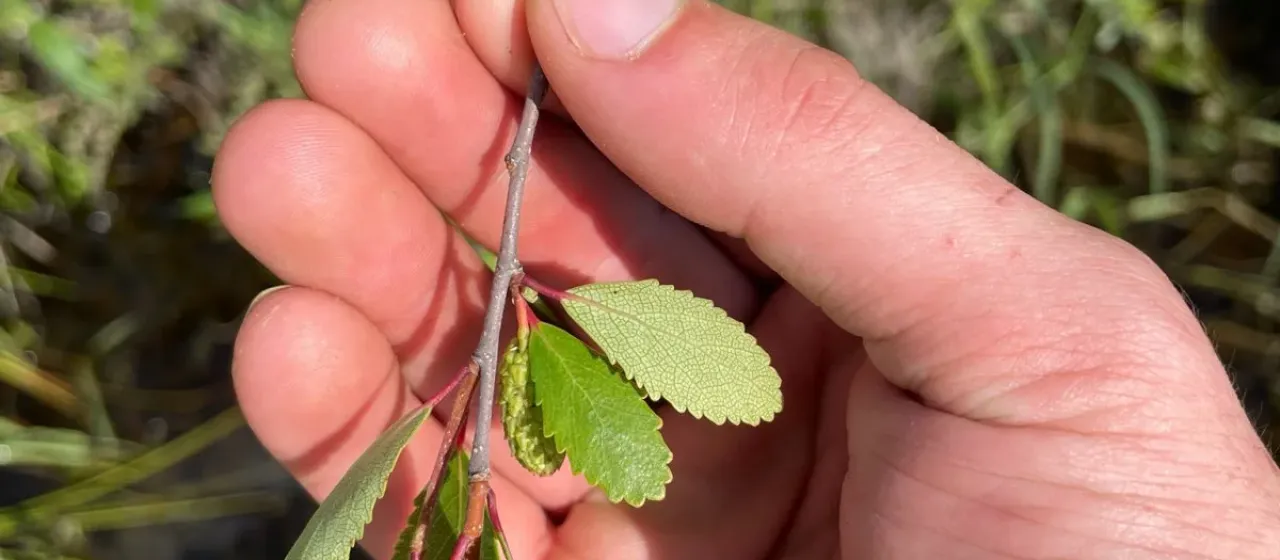 American dwarf birch