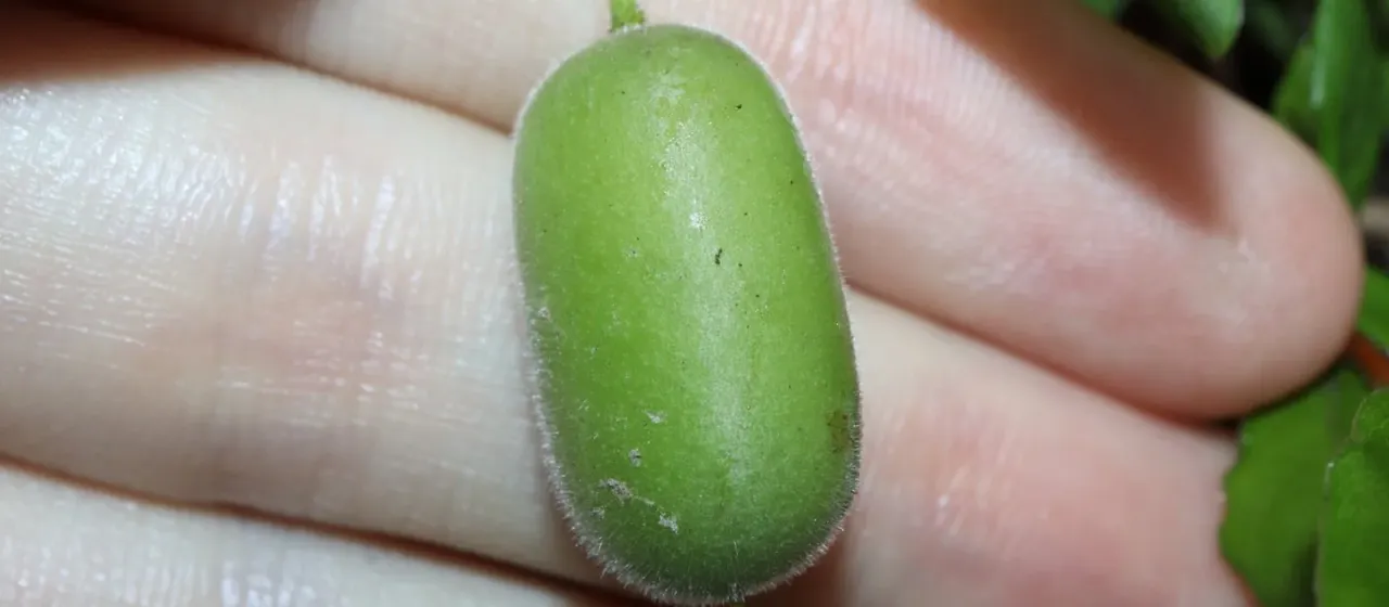 Apple berry