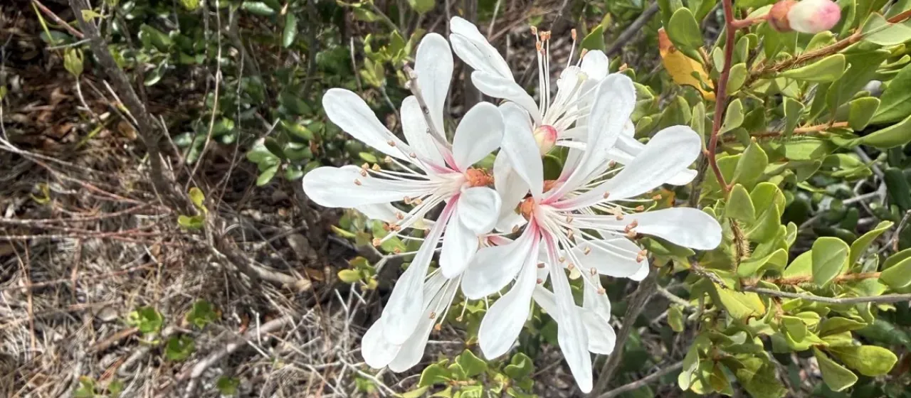 Tarflower