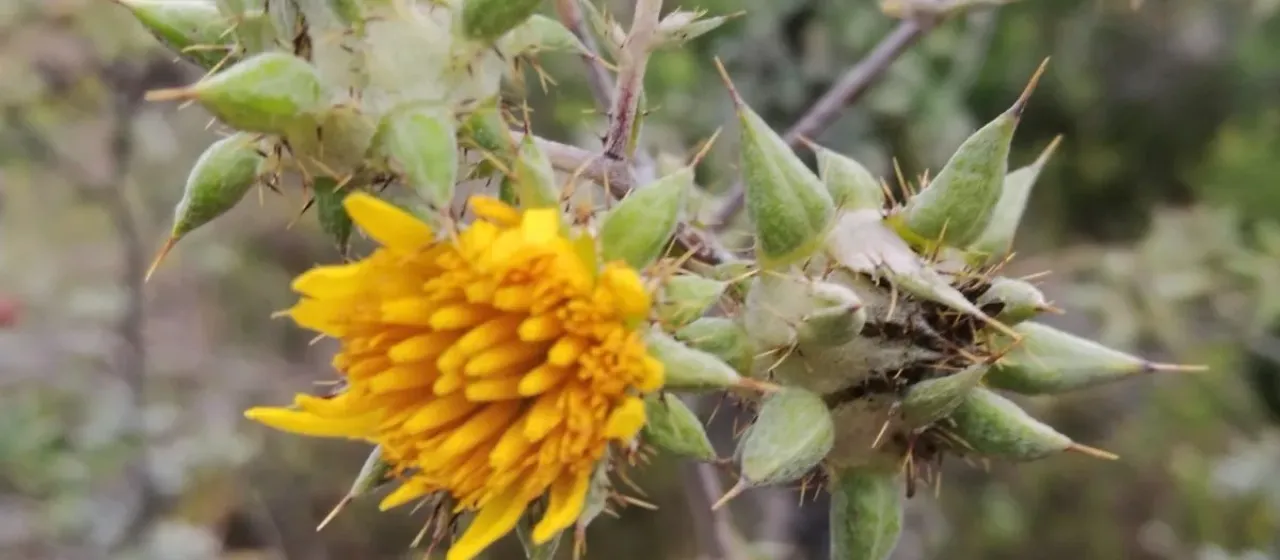 Berkheya heterophylla