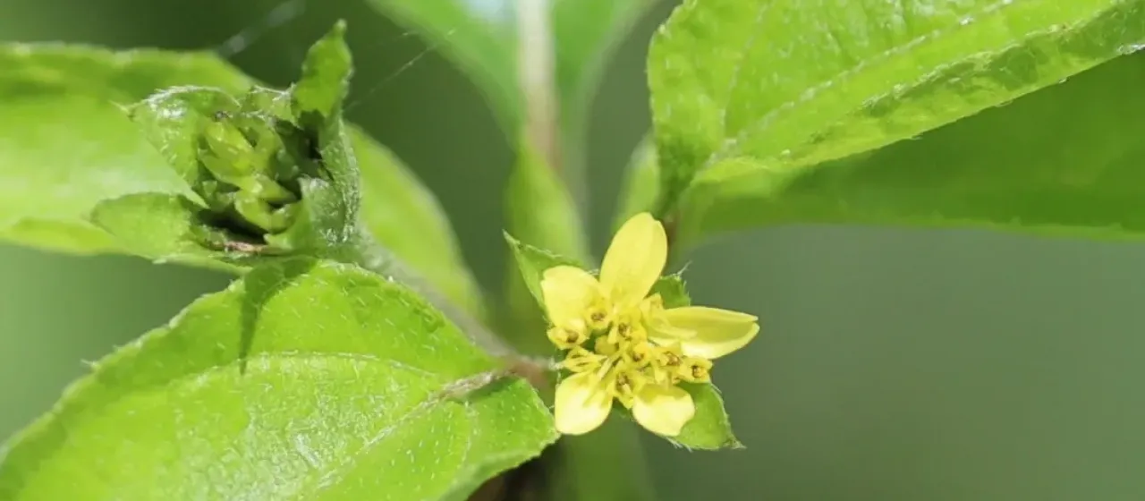 Calyptocarpus biaristatus