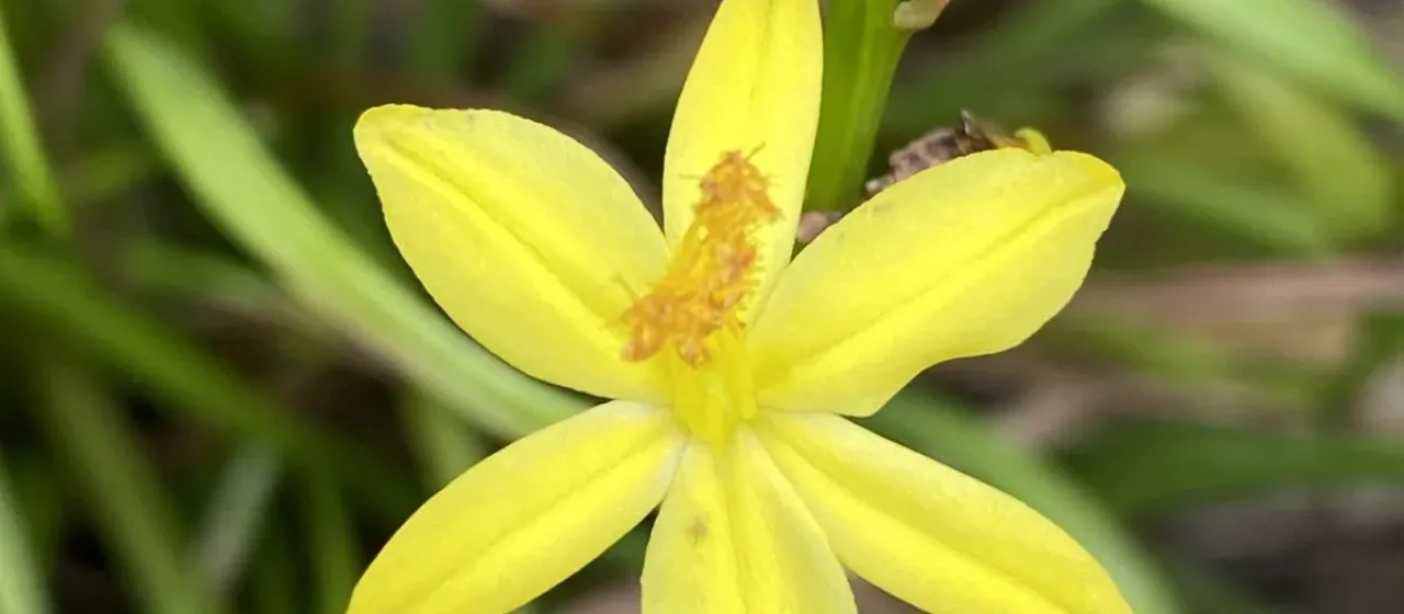 Bulbine bulbosa