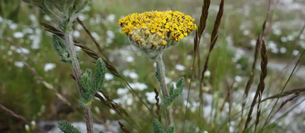 Woolly yarrow