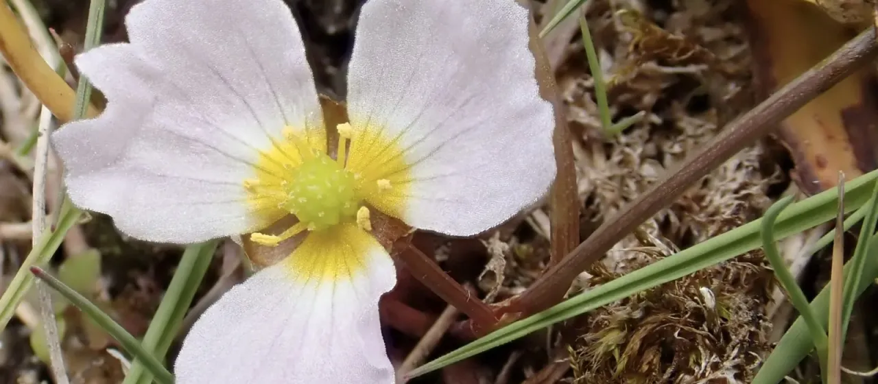 Lesser water-plantain