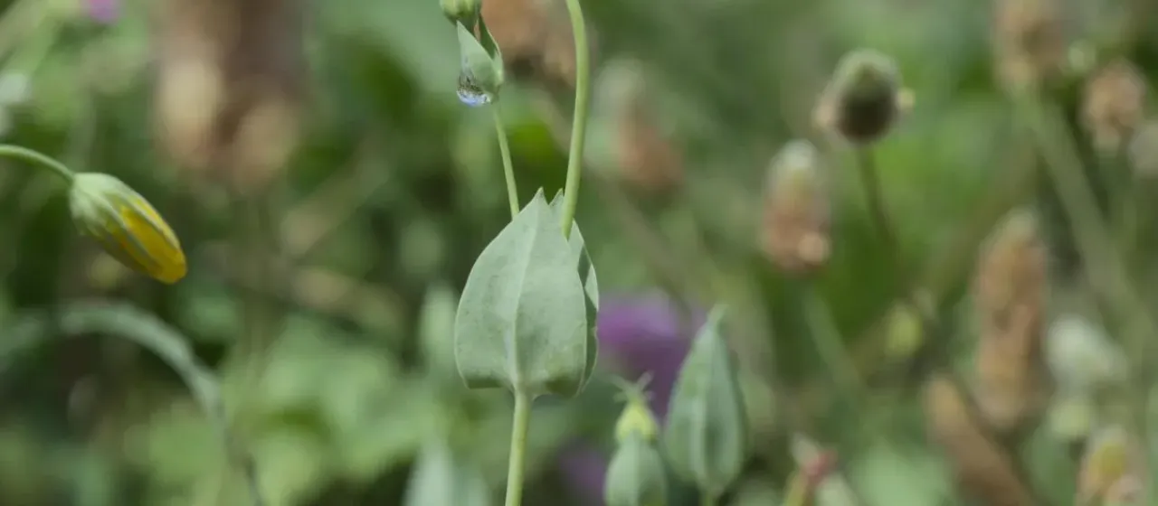 Yellow-wort