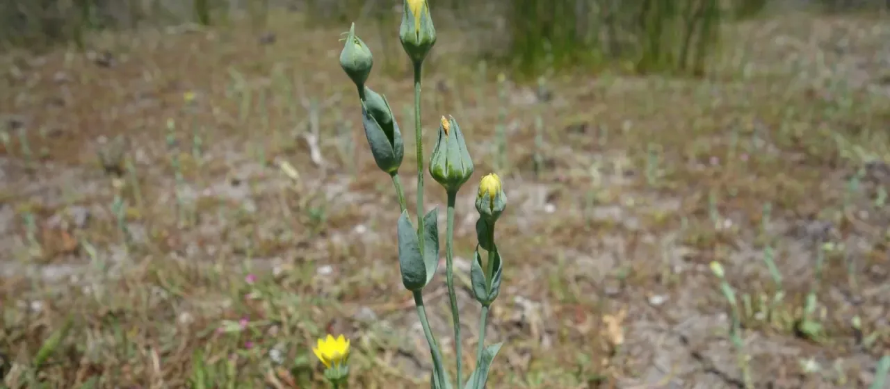 Yellow-wort