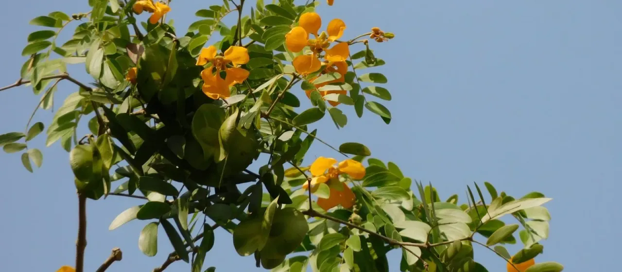 Bulnesia arborea