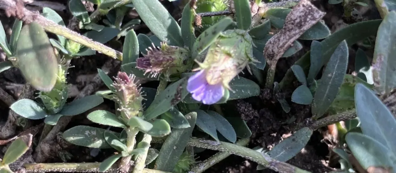 Blepharis molluginifolia