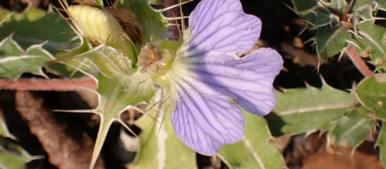Blepharis subvolubilis