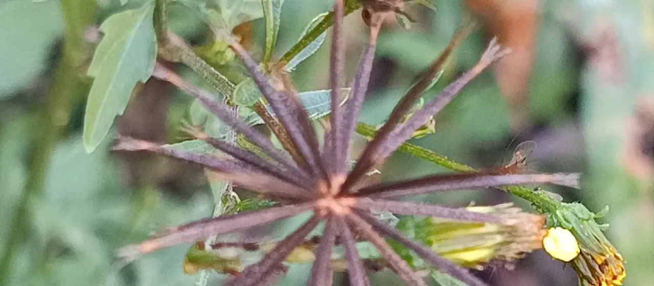 Bidens subalternans