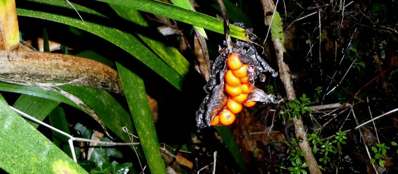 Pardancanda