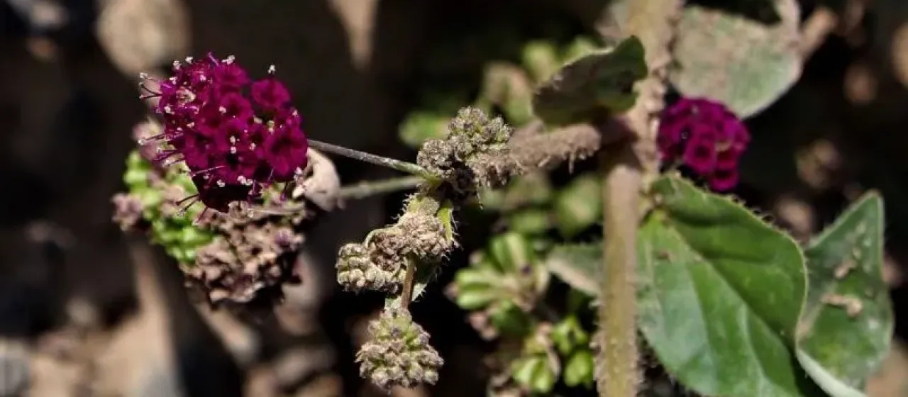 Boerhavia cordobensis