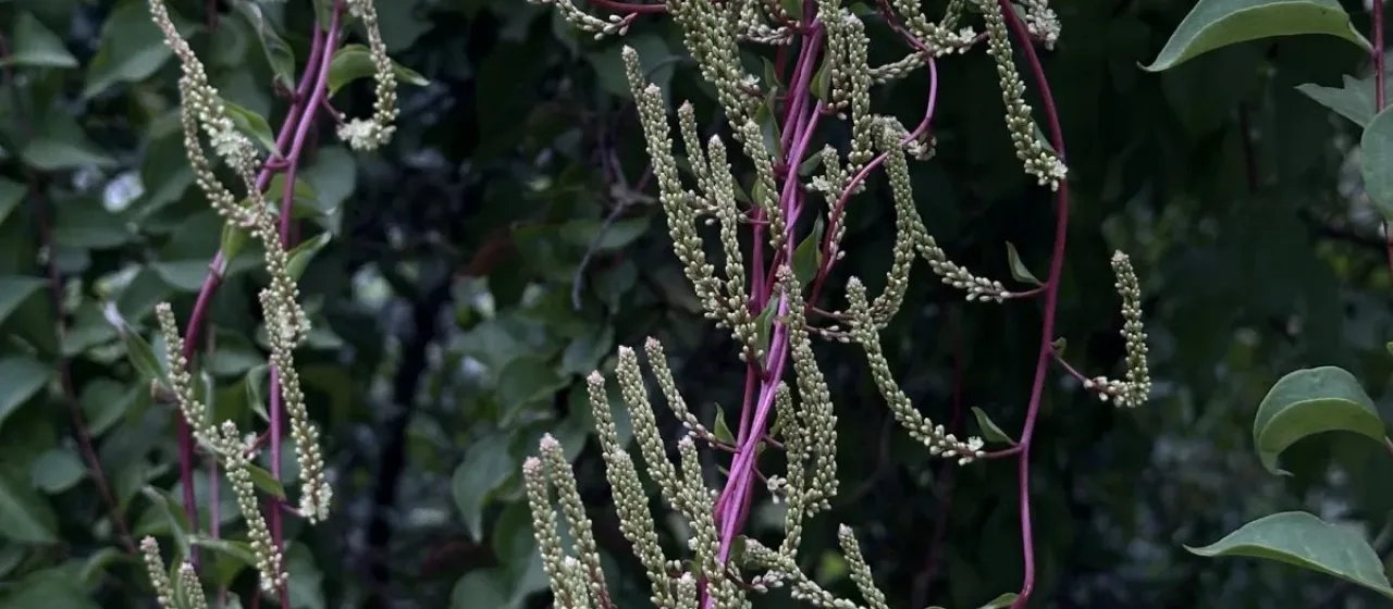 Anredera vesicaria
