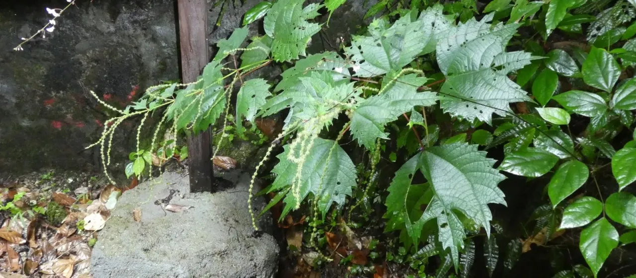 Boehmeria tricuspis