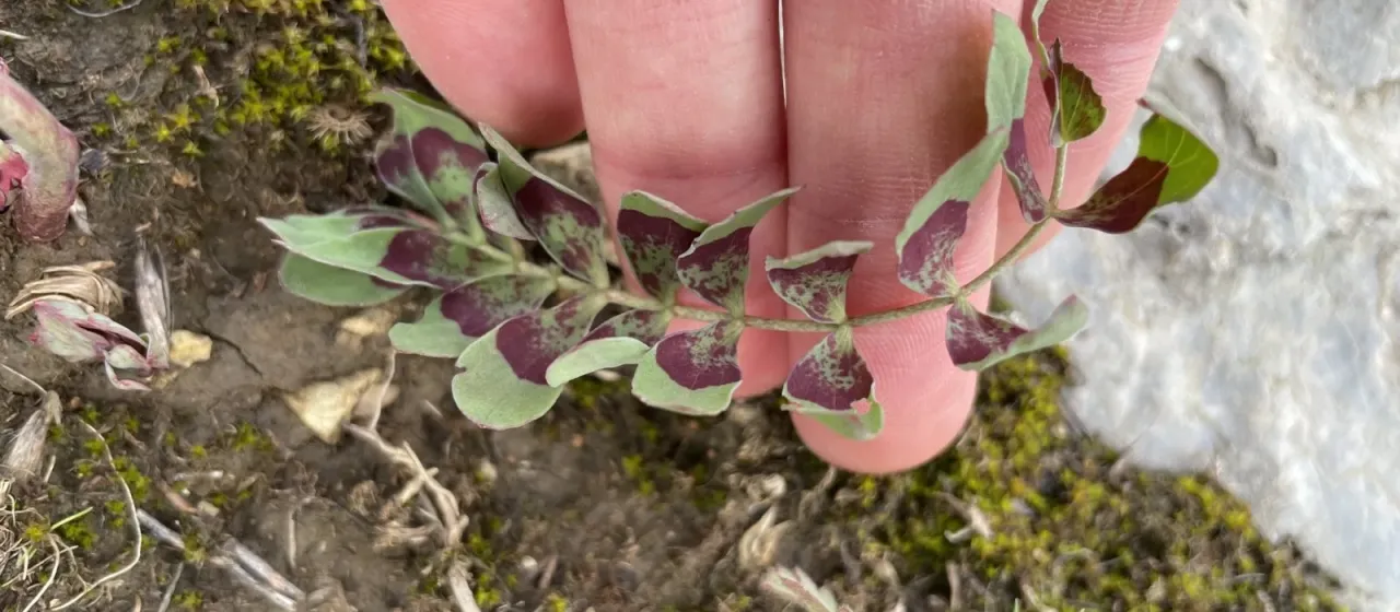 Bongardia chrysogonum