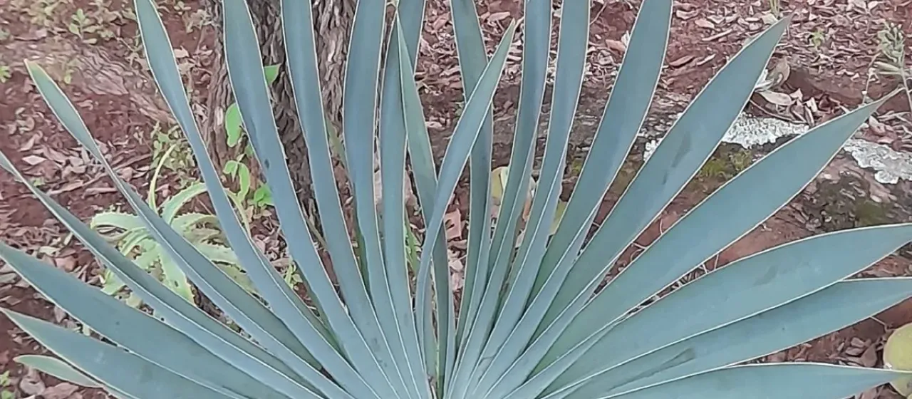 Boophone disticha