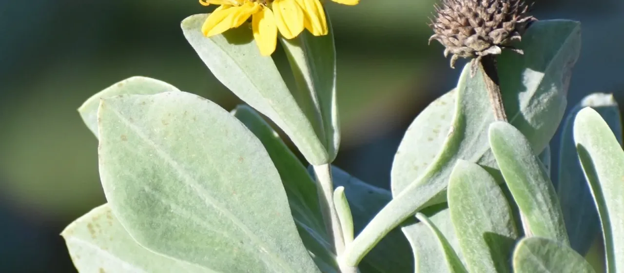 Borrichia frutescens