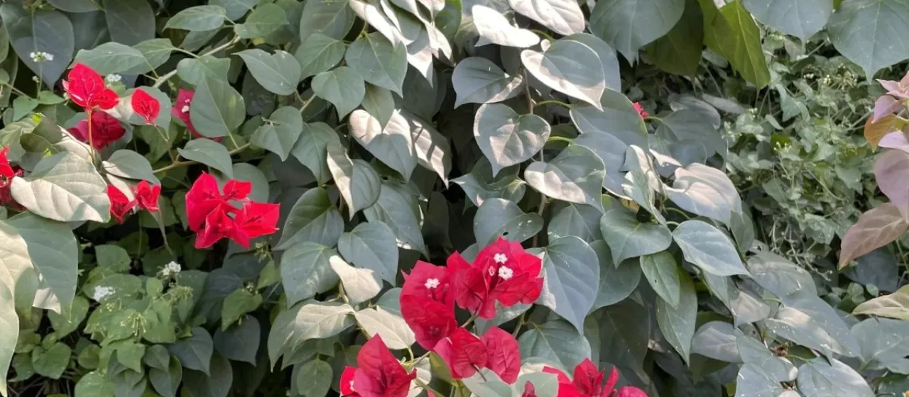 Bougainvillea buttiana
