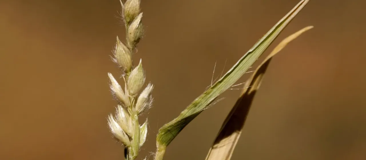 Brachiaria ciliatissima