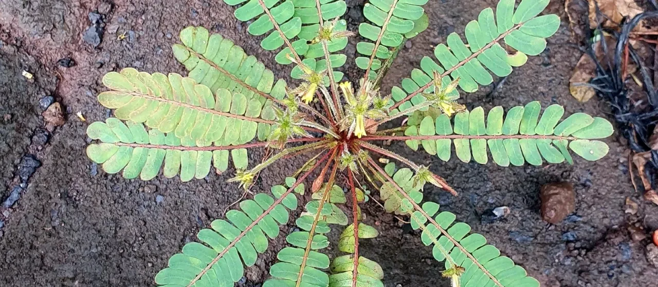 Biophytum sensitivum