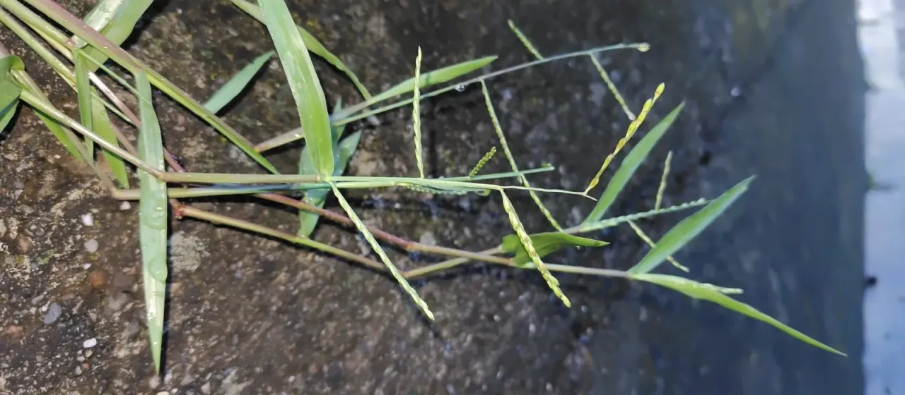 Urochloa distachya