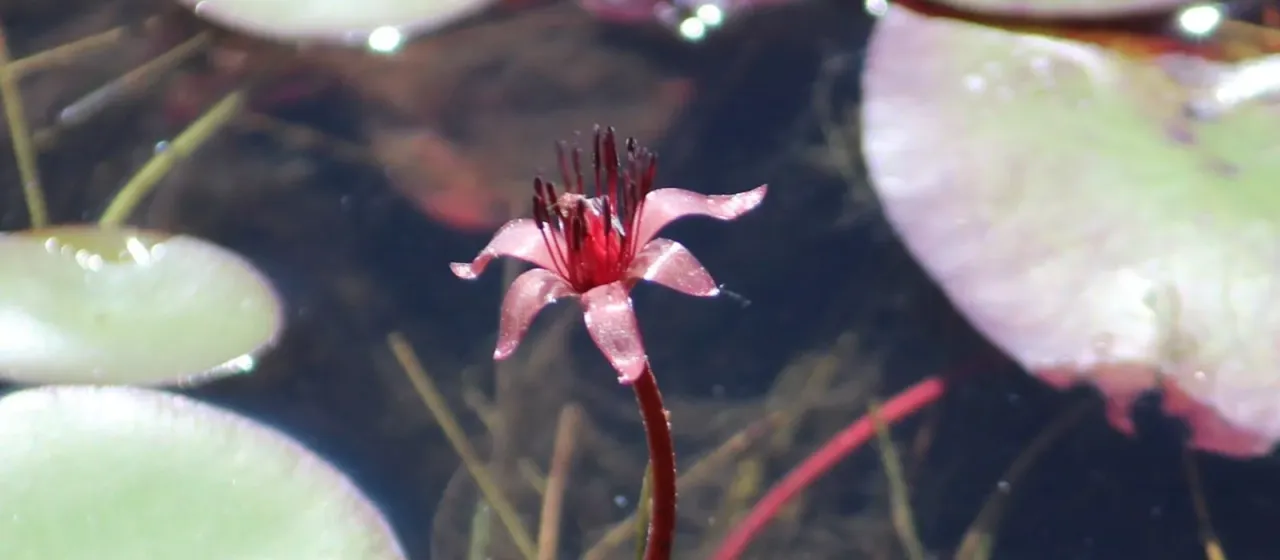 Brasenia schreberi
