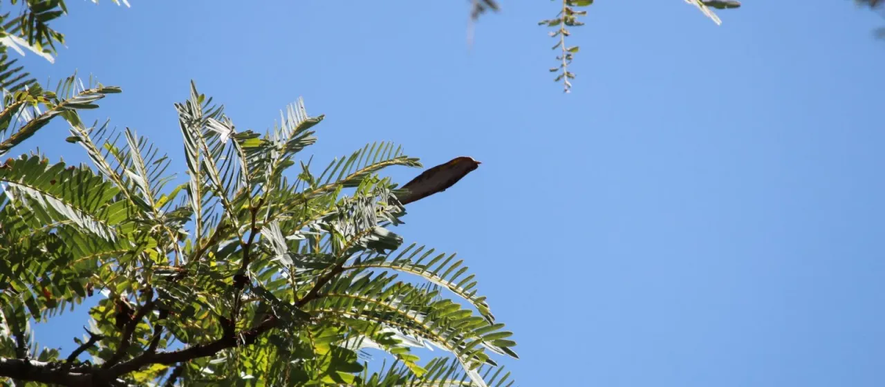 Brachystegia boehmii