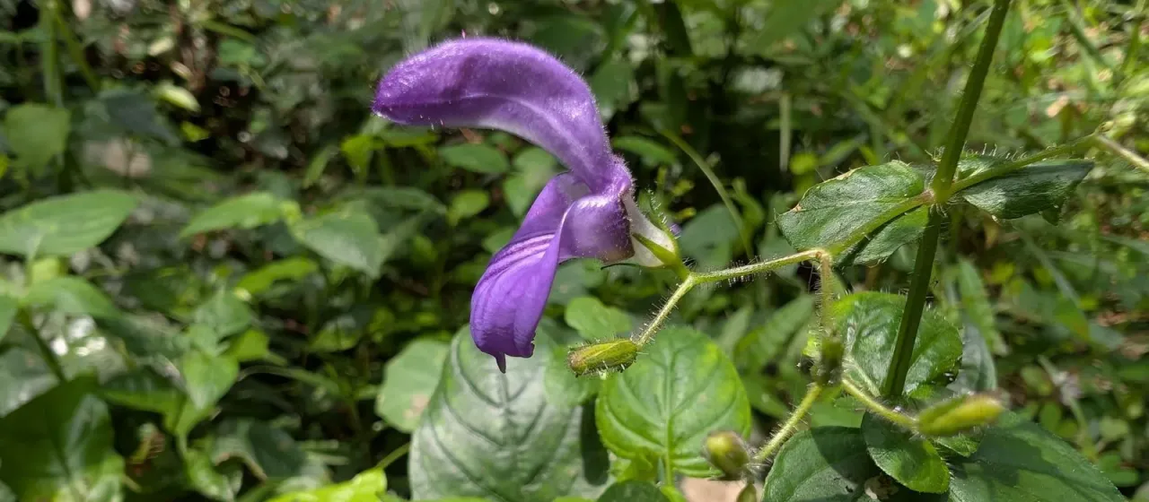 Brillantaisia lamium