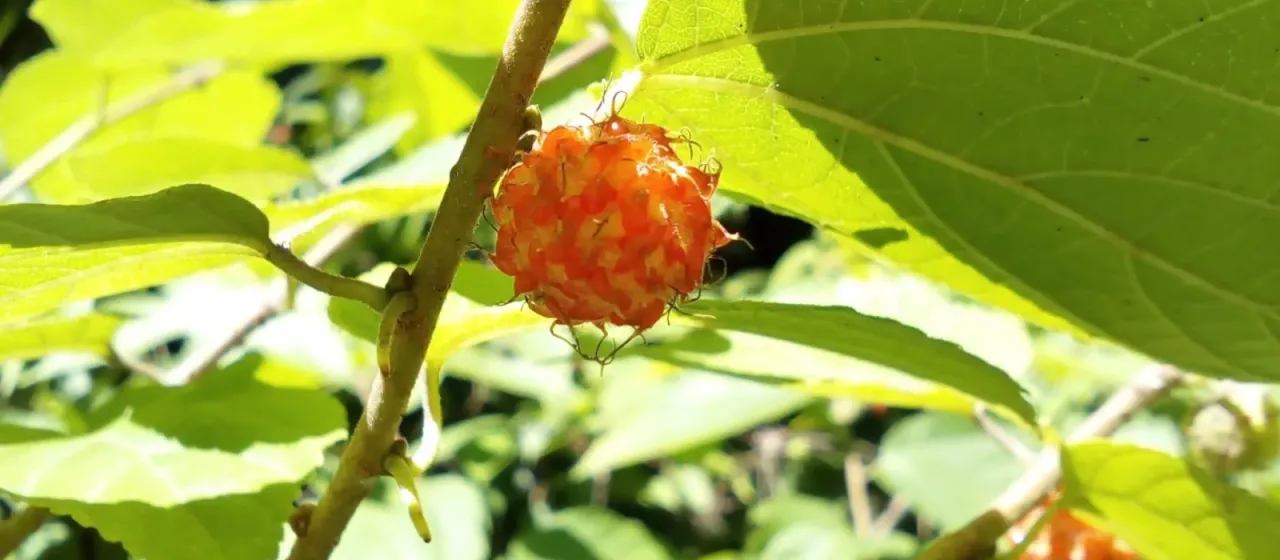 Paper Mulberry