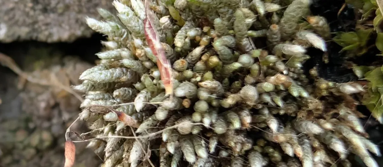 Silver bryum