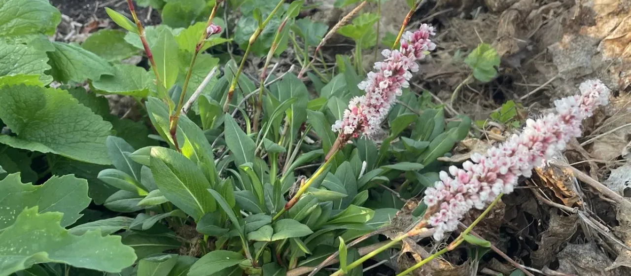 Himalayan knotweed