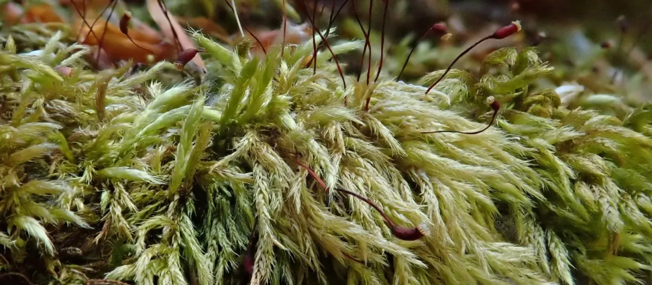 Brachythecium populeum