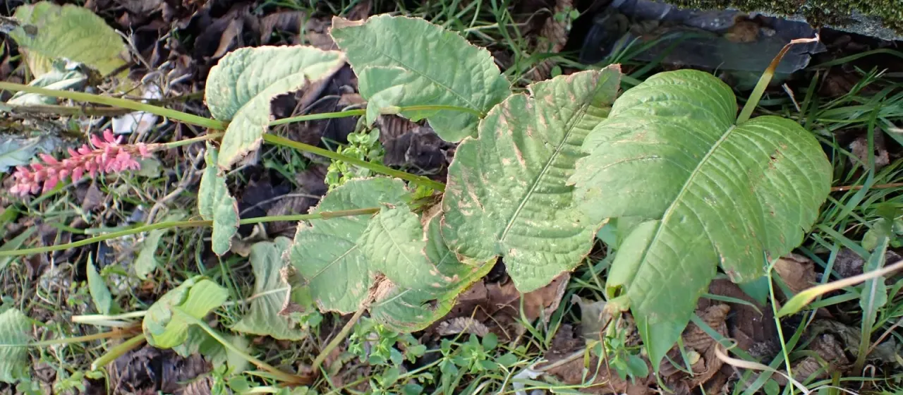 Mountain knotweed