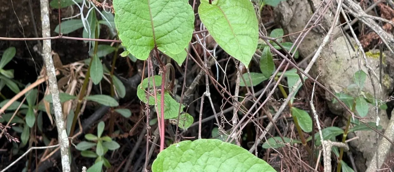 Brunnichia ovata