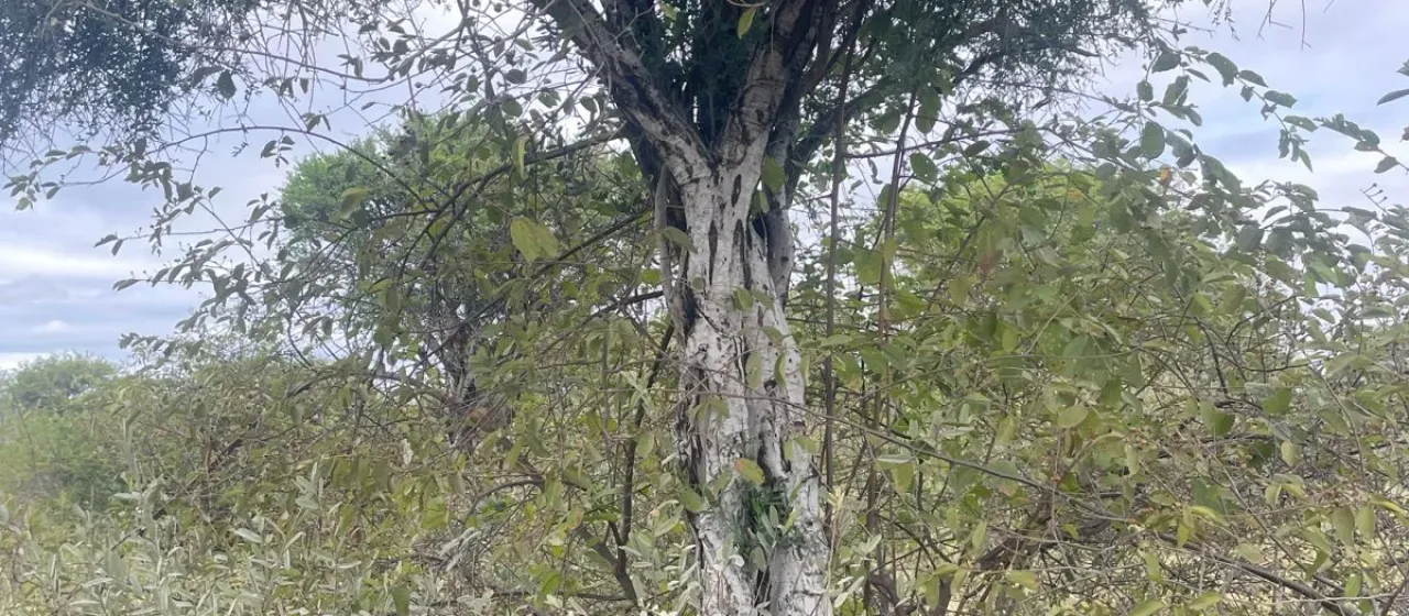 Shepherd's tree