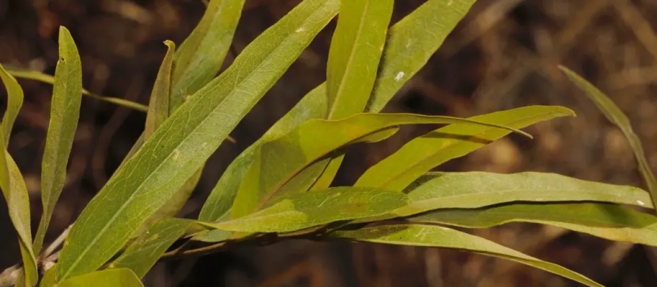 Willow-leaved boscia