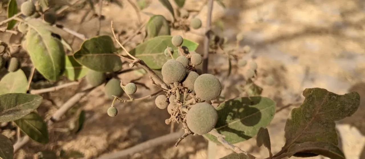Boscia senegalensis
