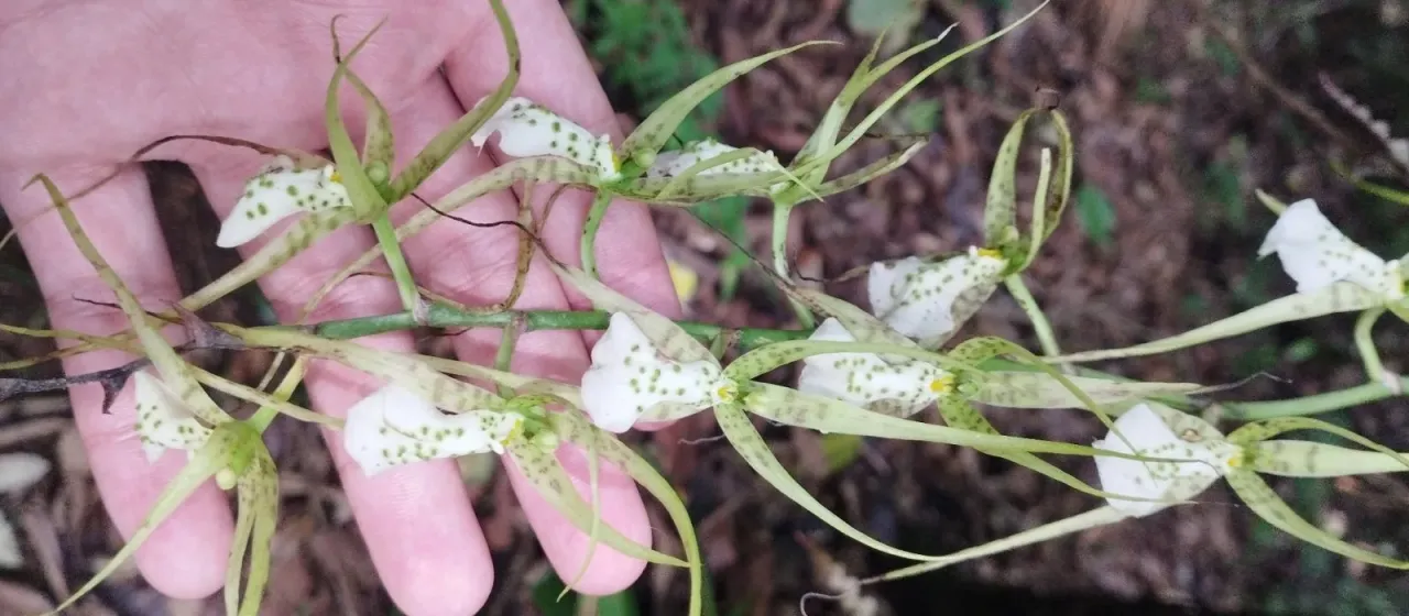 Brassia verrucosa