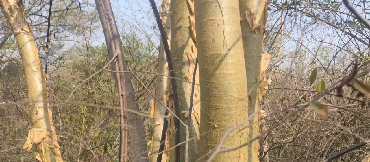 Boswellia serrata