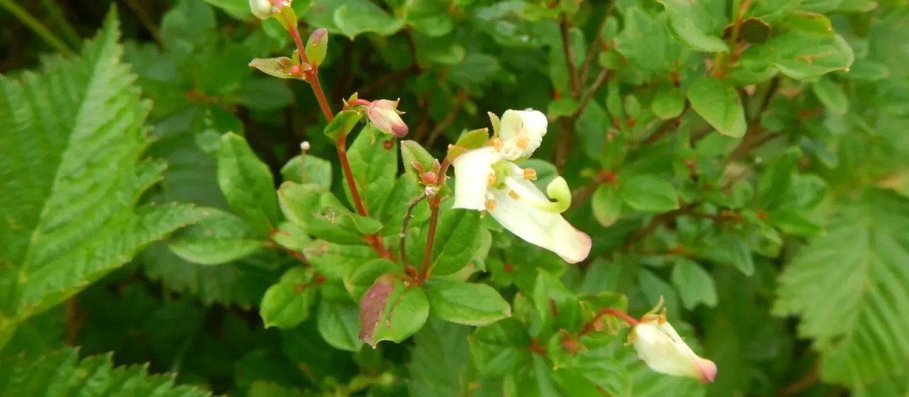 Elliottia bracteata