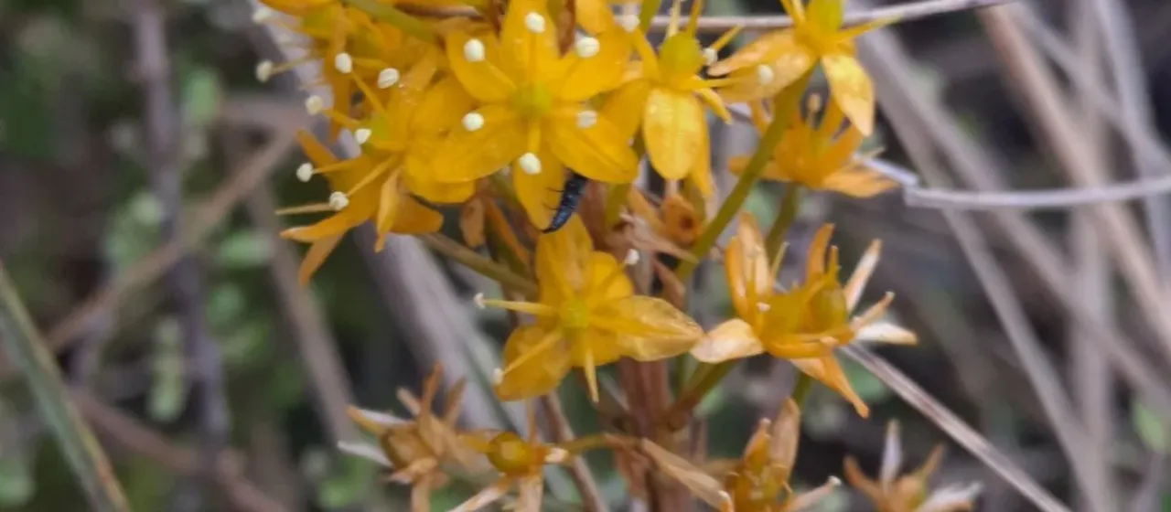 Bulbinella angustifolia