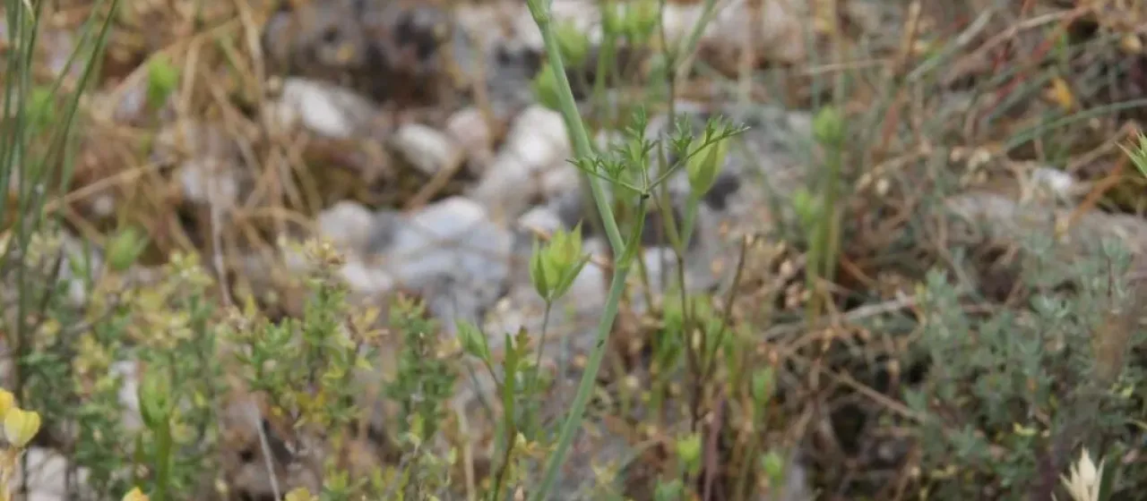 Great Pignut