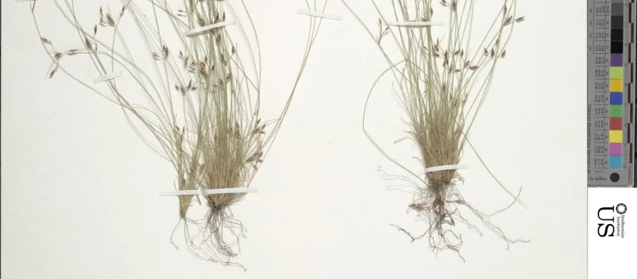 Bulbostylis humilis