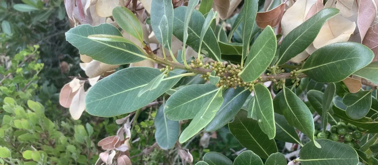 Mastichodendron