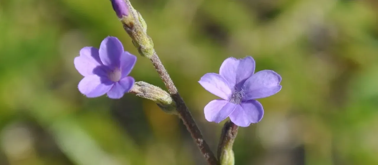 Long-leaved Buchnera