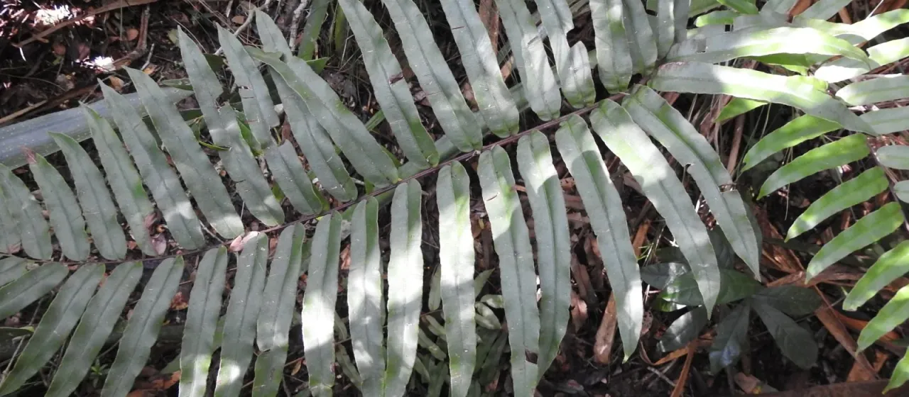 Chilean hard fern