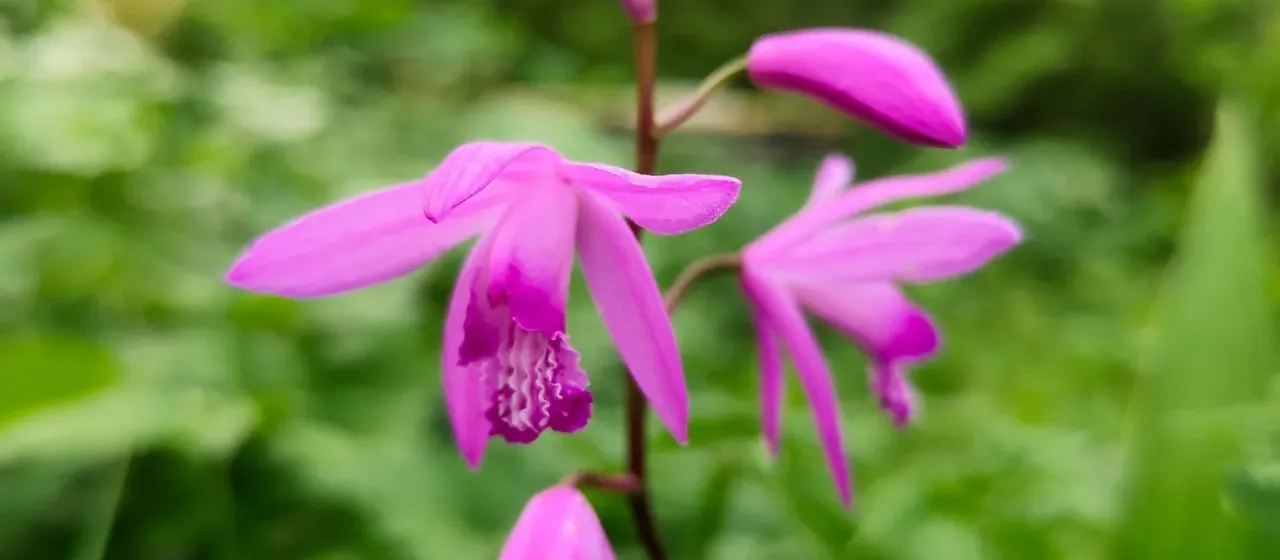 Bletilla Rchb. f.